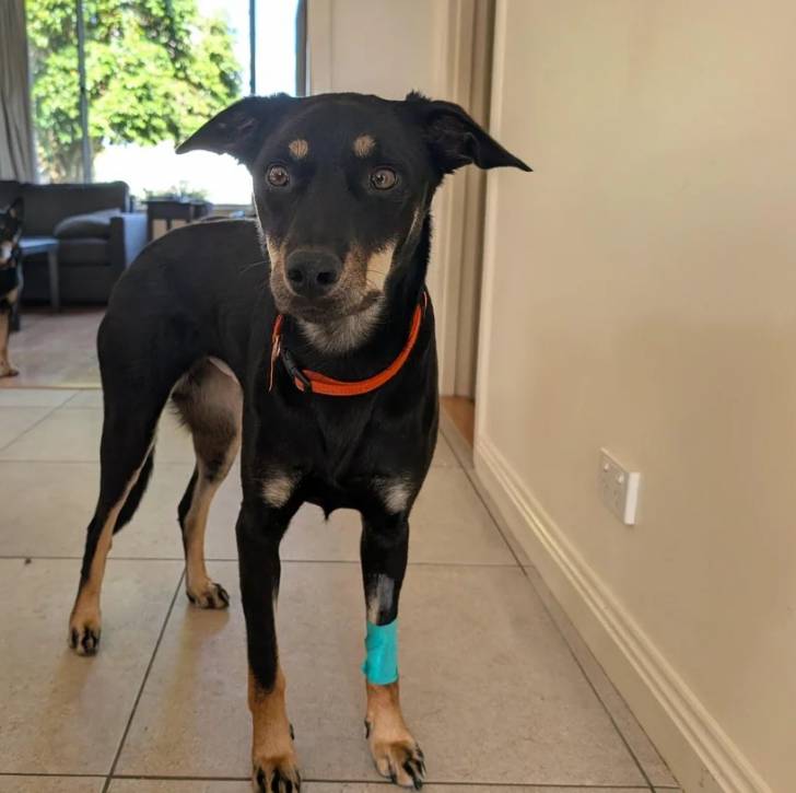 Un Pembroke Kelpie Dog sur un sol carrelé et portant un collier autour du cou