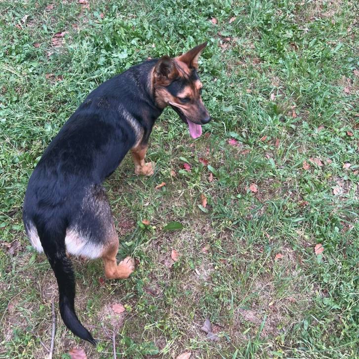 Un Pembroke Kelpie Dog sur une surface herbacée et ayant la langue pendante 