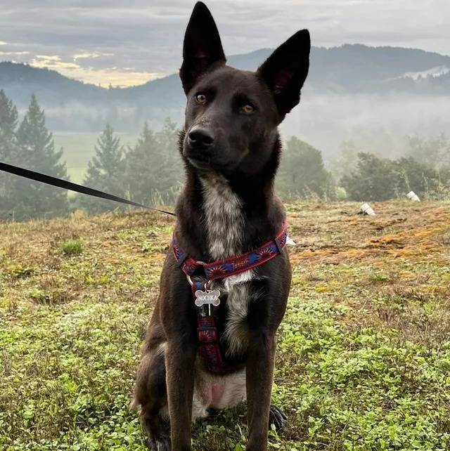 Un Pembroke Kelpie Dog assis sur une surface herbacée et qui est tenu en laisse 