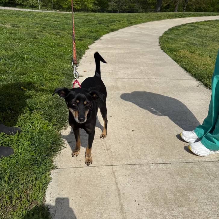 Un Pembroke Kelpie Dog sur une surface bétonnée et qui est tenu en laisse 