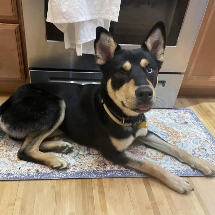 Un Pembroke Kelpie Dog allongé sur un tapis et portant un collier autour du cou