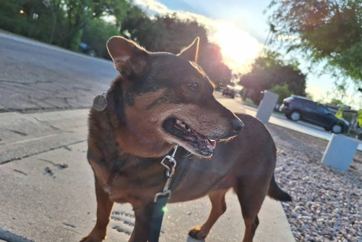 Un Pembroke Kelpie Dog sur un trottoir et qui est tenu en laisse