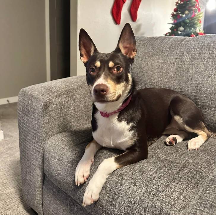 Un Pembroke Kelpie Dog allongé sur un canapé et portant un collier autour du cou