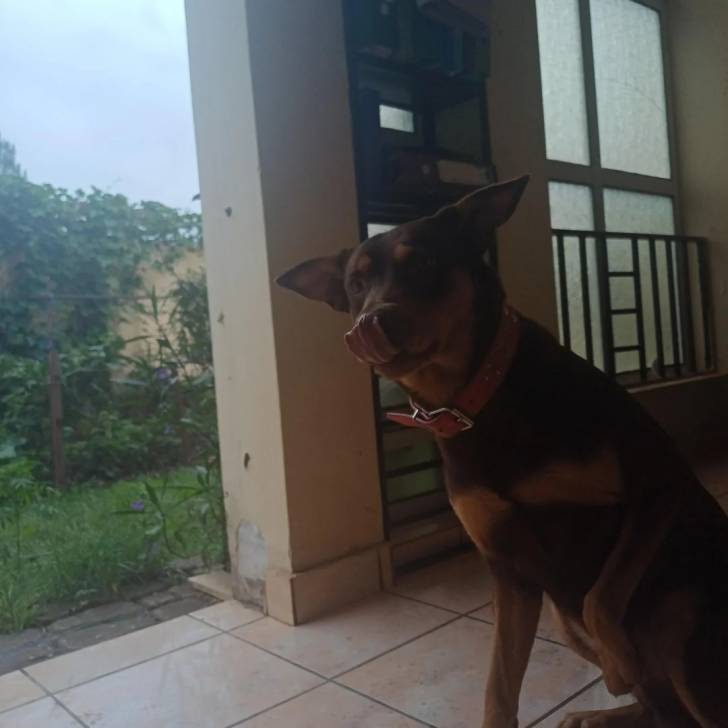 Un Pembroke Kelpie Dog assis sur un sol carrelé et portant un collier autour du cou