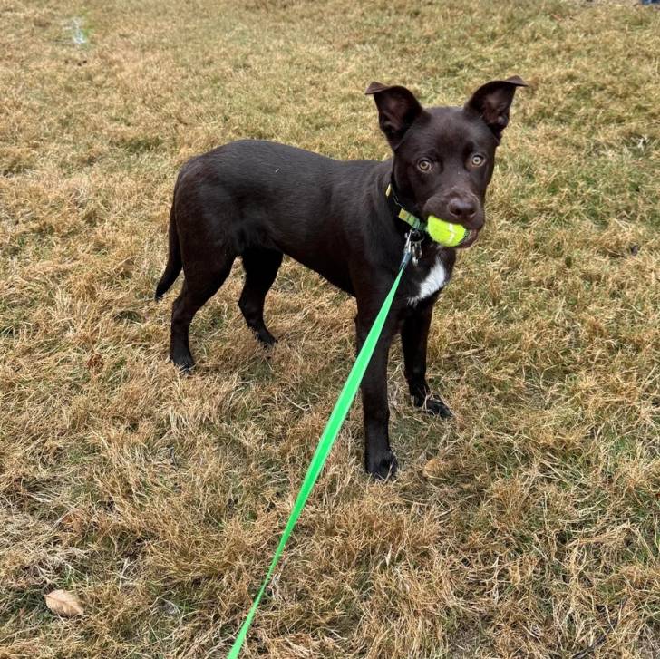 Un Pembroke Kelpie Dog ayant une balle de tennis dans sa gueule et qui est tenu en laisse 