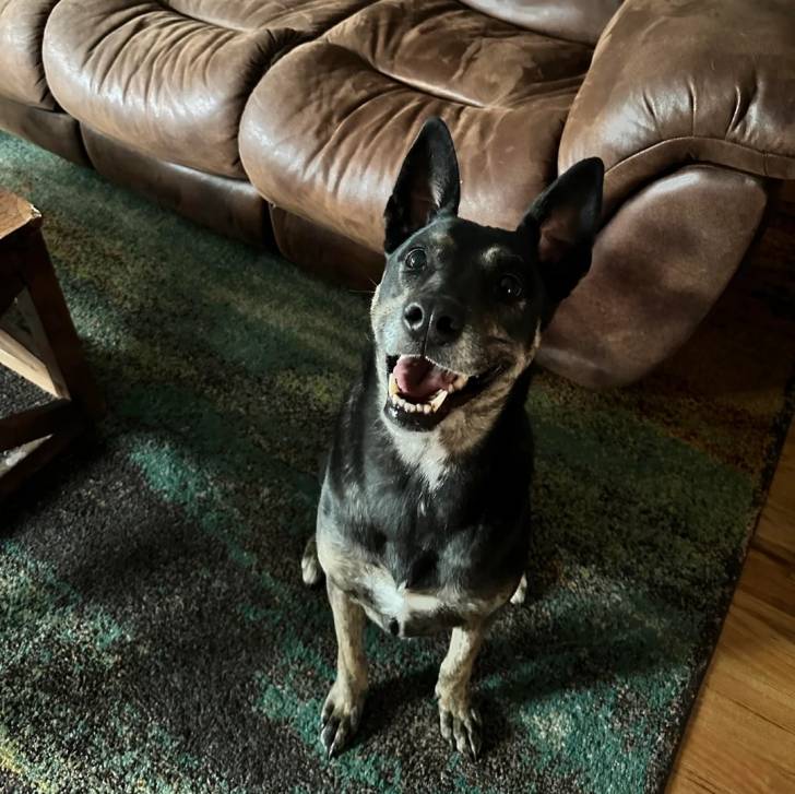 Un Pembroke Kelpie Dog assis sur un tapis ey ayant la gueule ouverte 