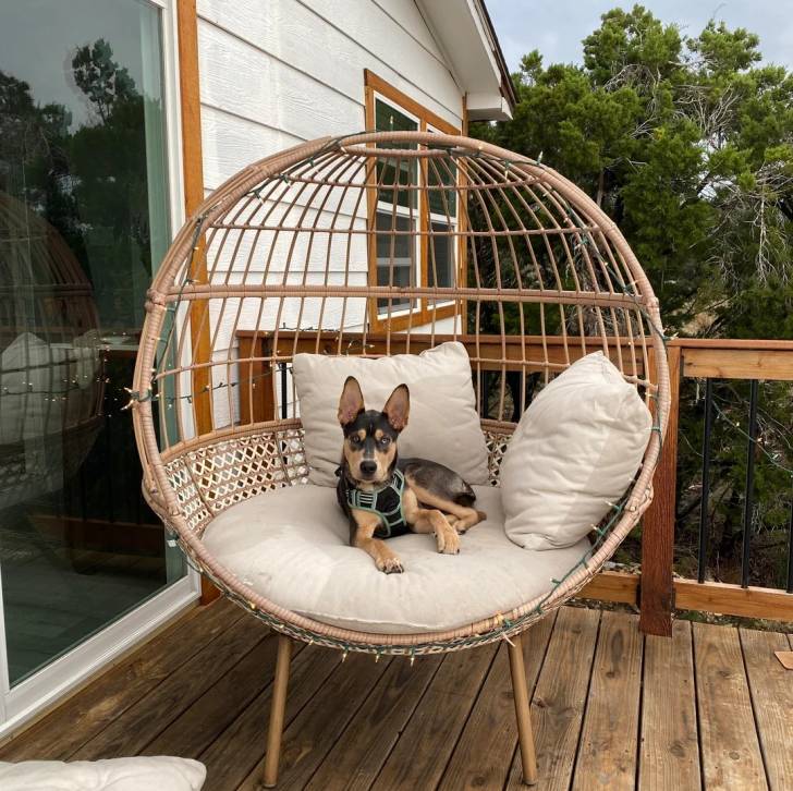 Un Pembroke Kelpie Dog portant un harnais et regardant vers la caméra 