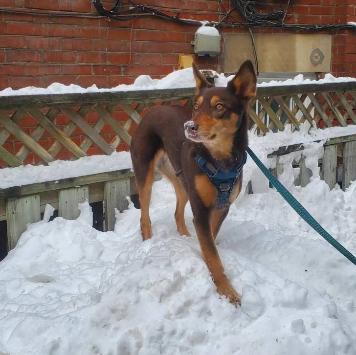 Un Pembroke Kelpie Dog sur une surface enneigée et qui est tenu en laisse