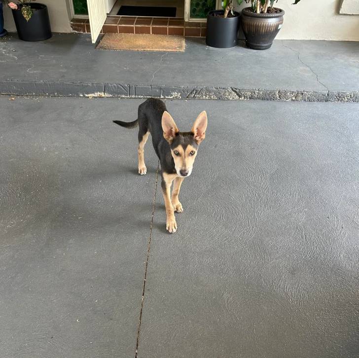 Un Pembroke Kelpie Dog sur une surface bétonnée et regardant vers la caméra