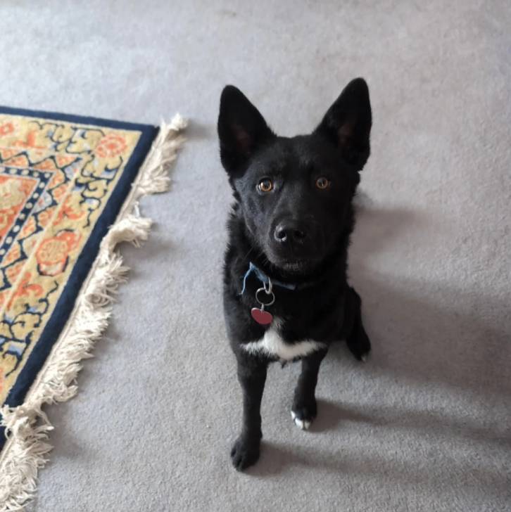 Un Pembroke Kelpie Dog assis sur une moquette et portant un collier autour du cou
