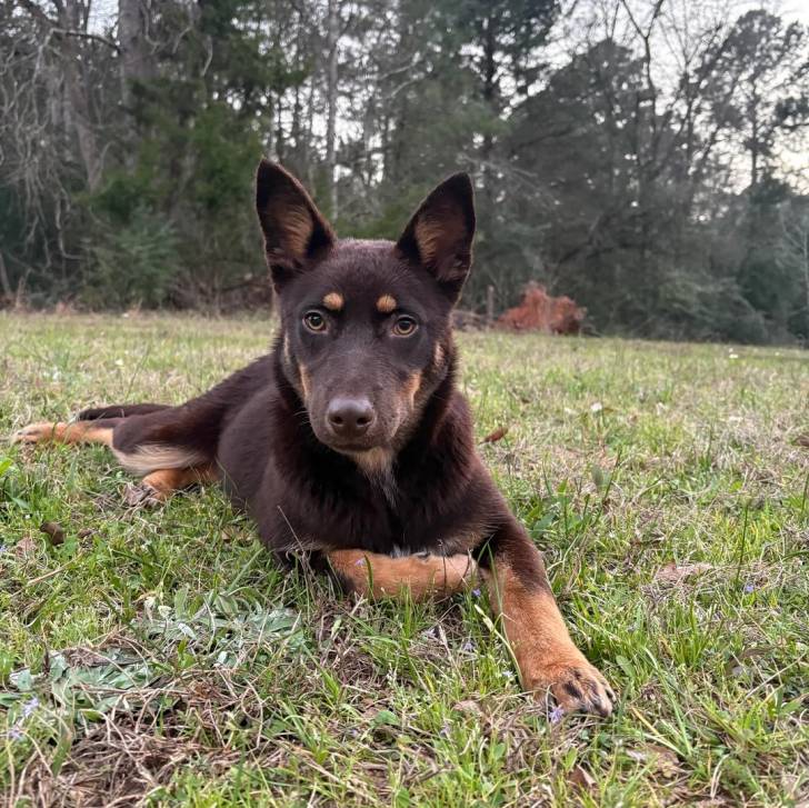 Un Pembroke Kelpie Dog allongé sur une surface herbacée et regardant vers la caméra 