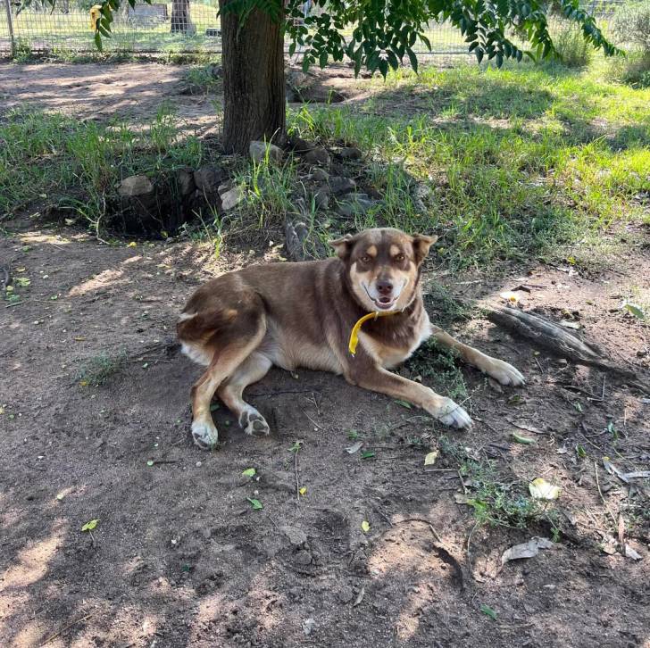 Un Pembroke Kelpie Dog allongé sur une surface sableuse et portant un collier autour du cou