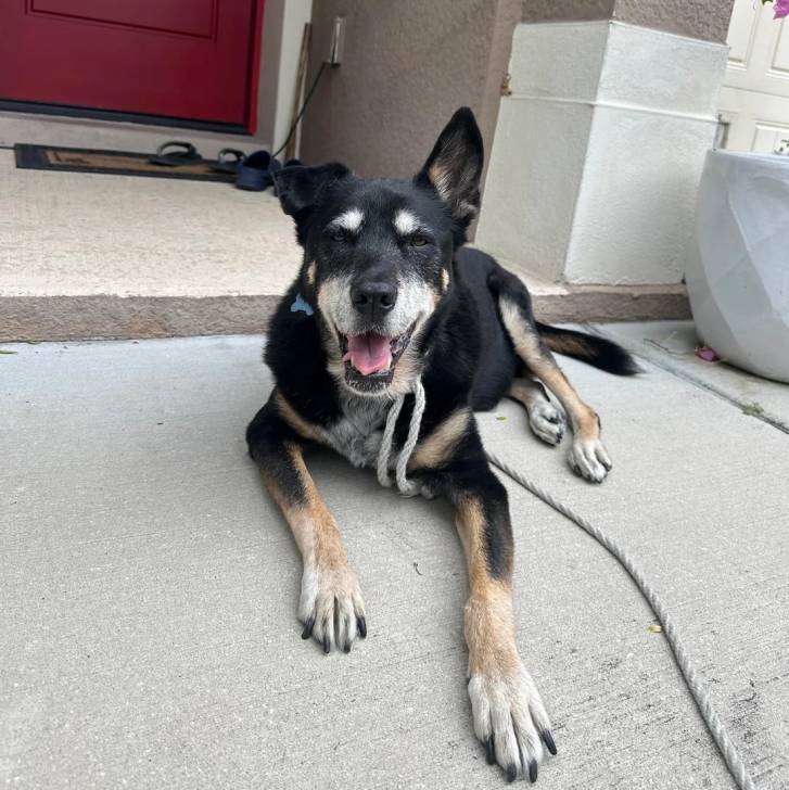 Un Pembroke Kelpie Dog allongé sur une surface bétonnée et qui est tenu en laisse 