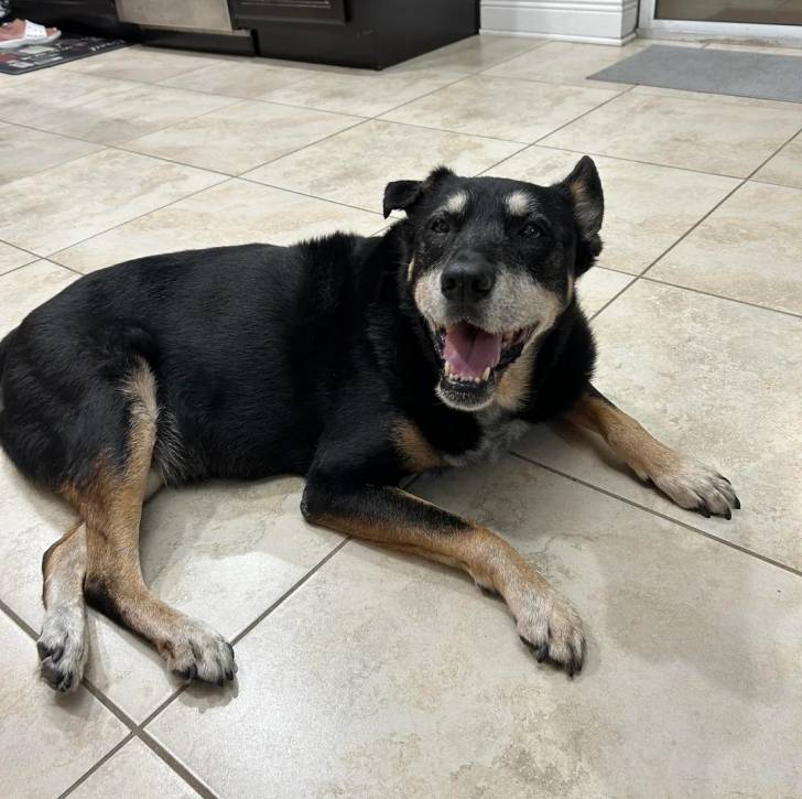 Un Pembroke Kelpie Dog allongé sur un sol carrelé et ayant la gueule ouverte 