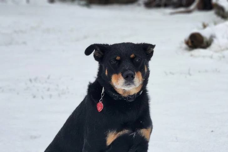 Un Pembroke Kelpie Dog assis sur une surface enneigée et portant un collier autour du cou