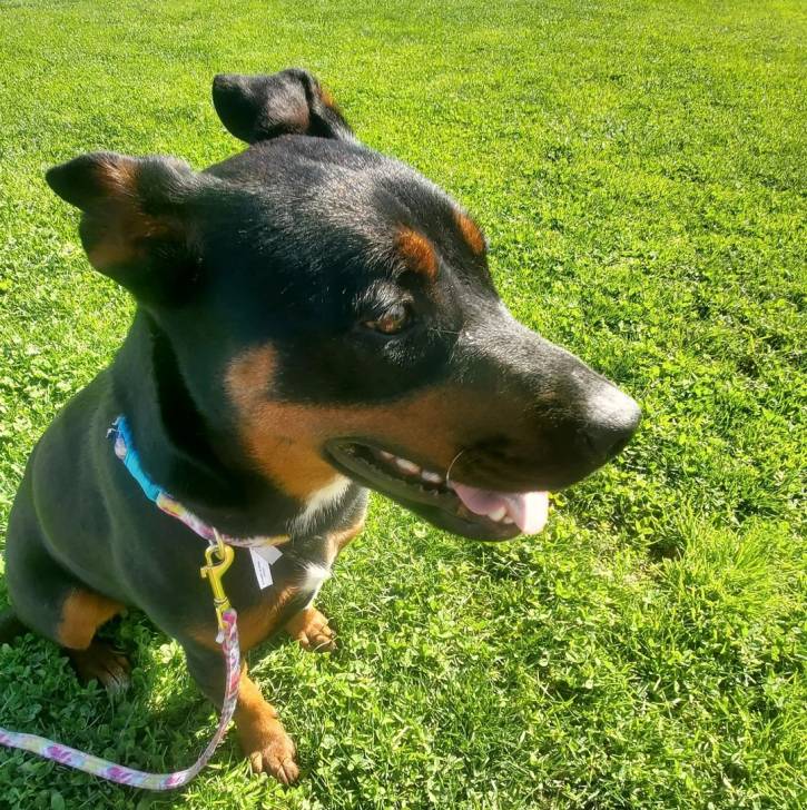 Un Pembroke Kelpie Dog assis sur une surface herbacée et qui est tenu en laisse