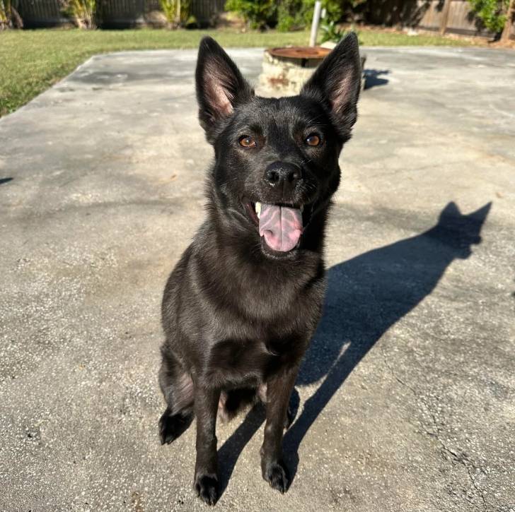 Un Pembroke Kelpie Dog sur une surface bétonnée et ayant la gueule ouverte 