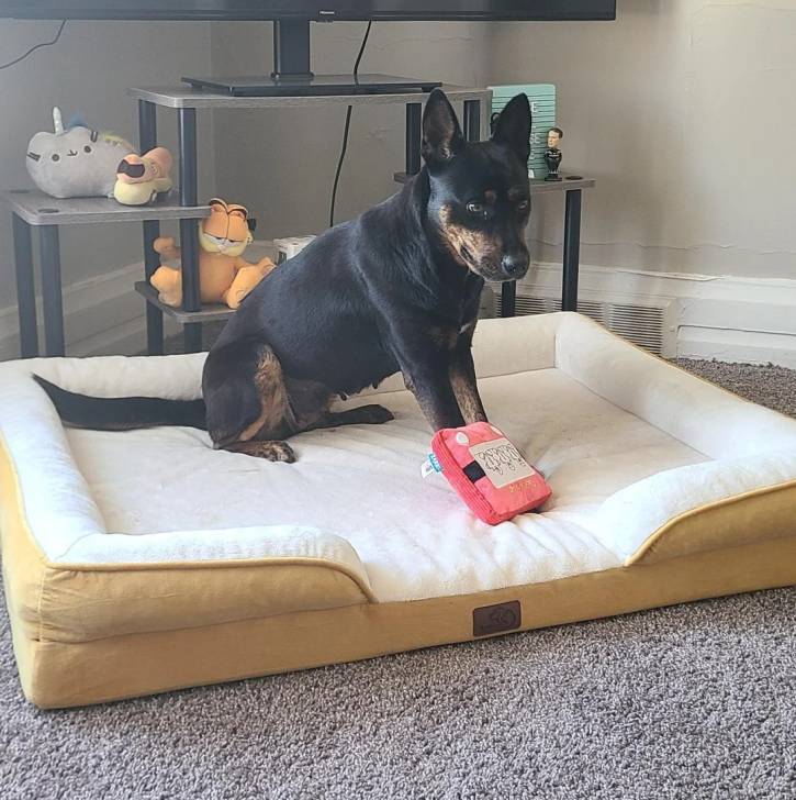 Un Pembroke Kelpie Dog assis dans un panier et semblant détendu