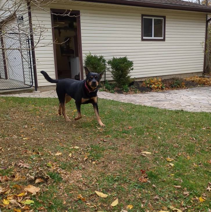 Un Pembroke Kelpie Dog marchant sur une surface herbacée et portant un collier autour du cou