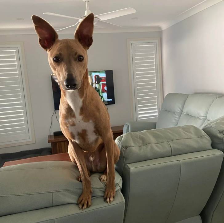 Un Pembroke Kelpie Dog assis sur un canapé et regardant vers la caméra 