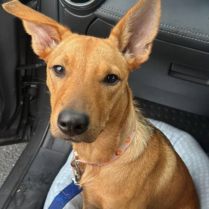 Un Pembroke Kelpie Dog regardant vers la caméra et qui est tenu en laisse 