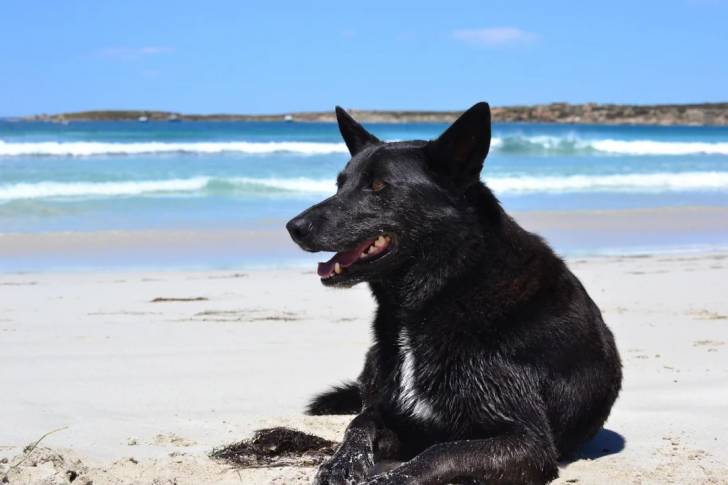 Un Pembroke Kelpie Dog allongé sur une surface sableuse 