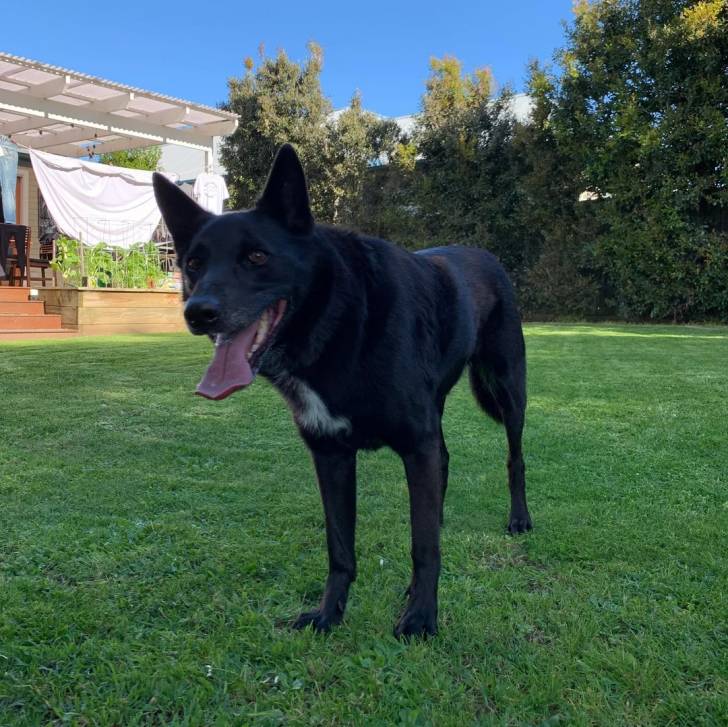 Un Pembroke Kelpie Dog sur une surface gazonnée et tirant la langue