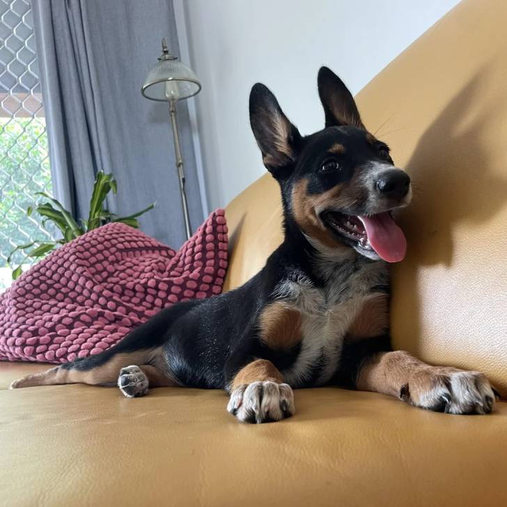 Un Pembroke Kelpie Dog allongé sur un canapé et ayant la langue pendante 