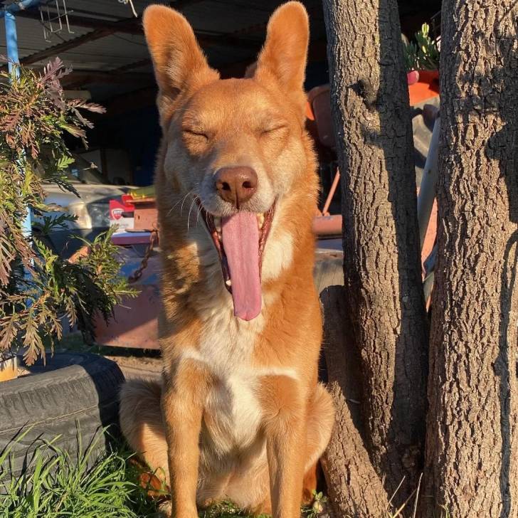 Un Pembroke Kelpie Dog assis sur une surface gazonnée et semblant bâiller 