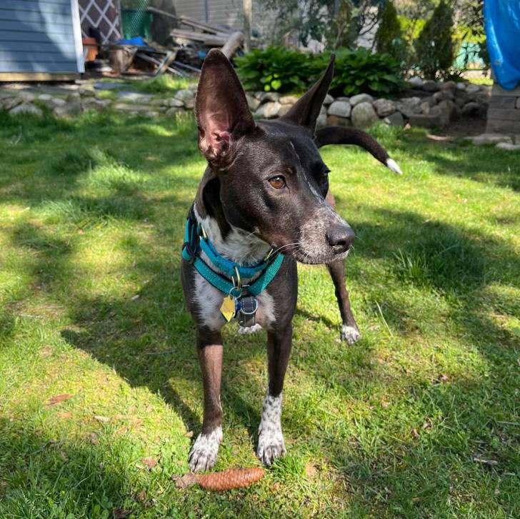 Un Pembroke Kelpie Dog sur une surface herbacée et portant un harnais 