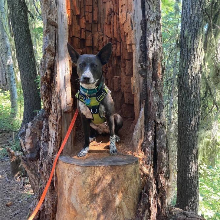 Un Pembroke Kelpie Dog assis sur un tronc d'arbre et qui est tenu en laisse 