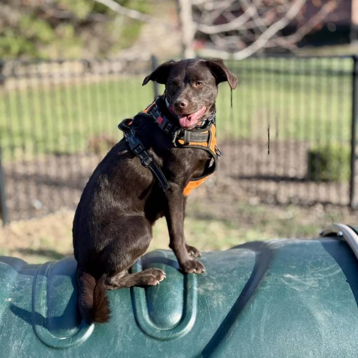 Un Pembroke Kelpie Dog tirant la langue et portant un harnais 