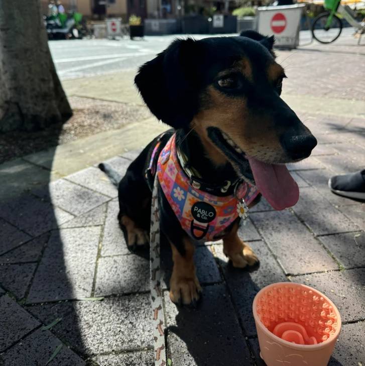Un Pembroke Kelpie Dog assis sur un sol pavé et qui est tenu en laisse 