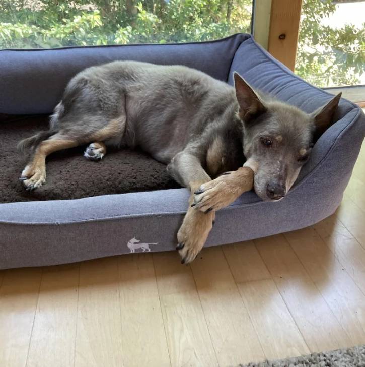 Un Pembroke Kelpie Dog allongé dans un panier et semblant détendu