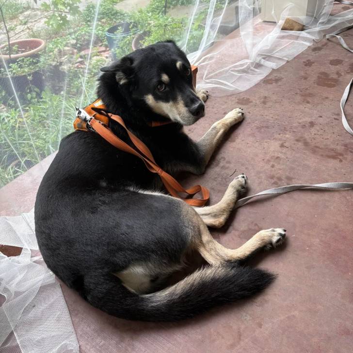 Un Pembroke Kelpie Dog sur une surface bétonnée et qui est tenu en laisse