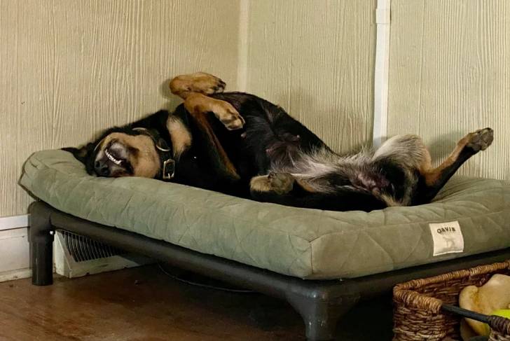 Un Pembroke Kelpie Dog allongé sur un lit pour chien et portant un collier autour du cou