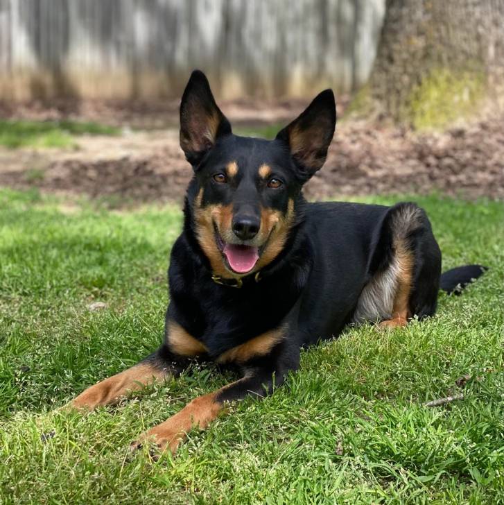 Un Pembroke Kelpie Dog allongé sur une surface gazonnée et tirant la langue 