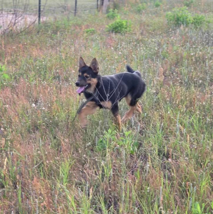 Un Pembroke Kelpie Dog marchant sur une surface herbacée et tirant la langue 