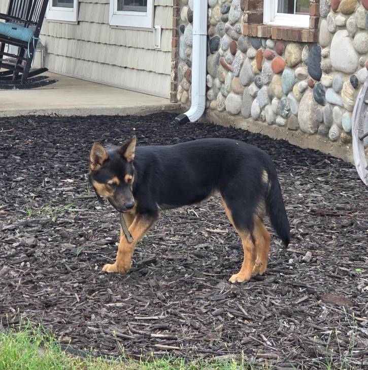 Un Pembroke Kelpie Dog sur une surface herbacée et portant un collier autour du cou