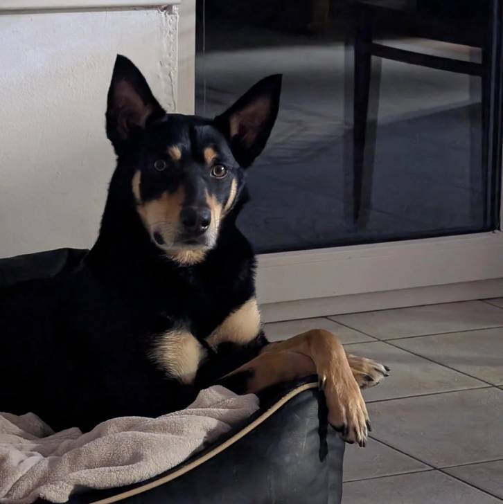 Un Pembroke Kelpie Dog allongé dans un panier et regardant vers la caméra  
