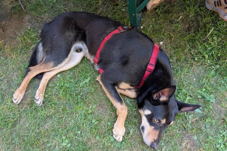 Un Pembroke Kelpie Dog allongé sur une surface herbacée et portant un harnais 