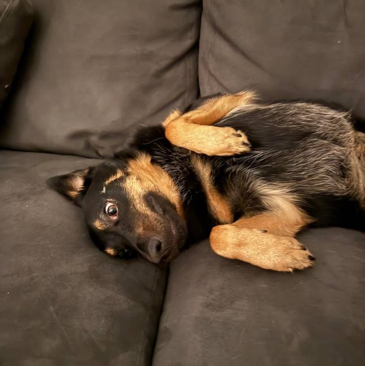Un Pembroke Kelpie Dog allongé sur un canapé et semblant détendu 