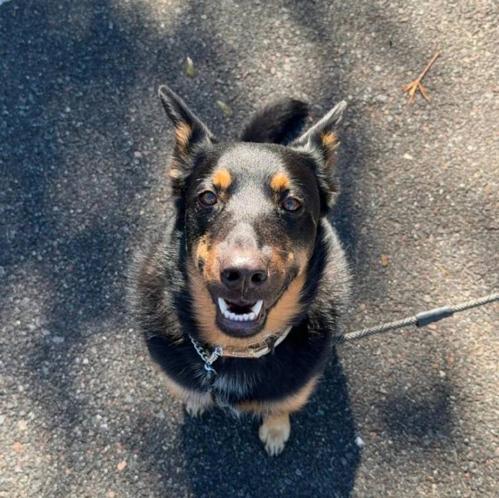 Un Pembroke Kelpie Dog sur une surface bitumée et qui est tenu en laisse 