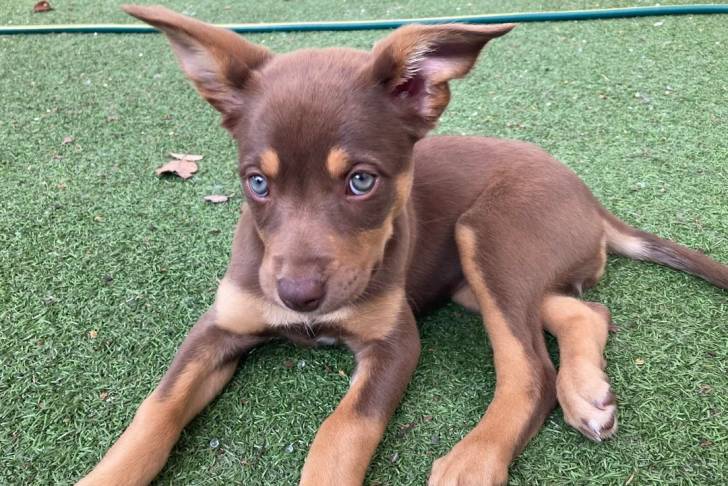 Un chiot Pembroke Kelpie Dog allongé sur du gazon synthétique et regardant vers la caméra 