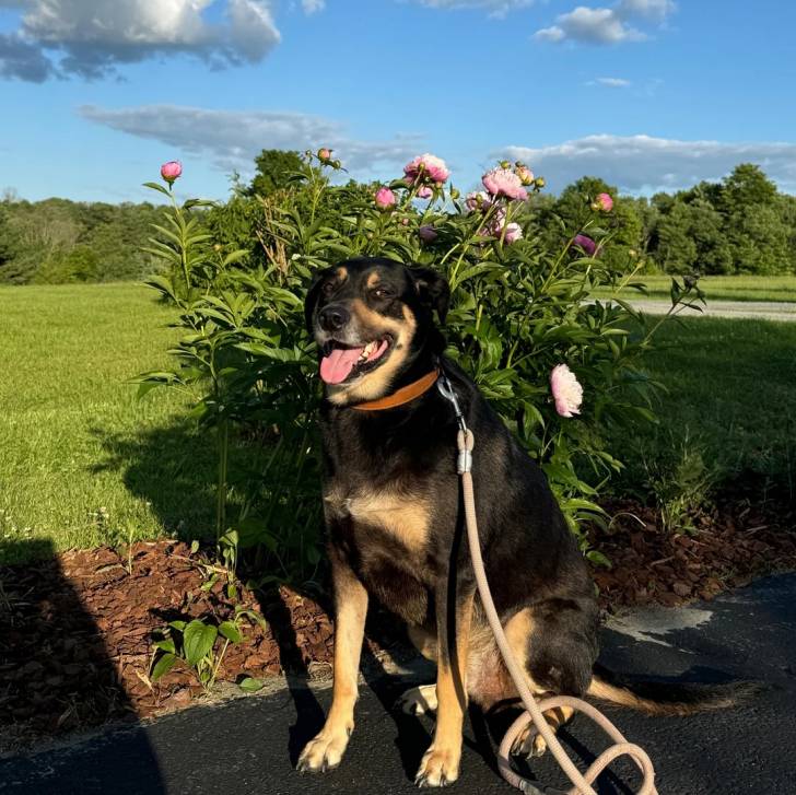 Un Pembroke Kelpie Dog tirant la langue et qui est tenu en laisse 