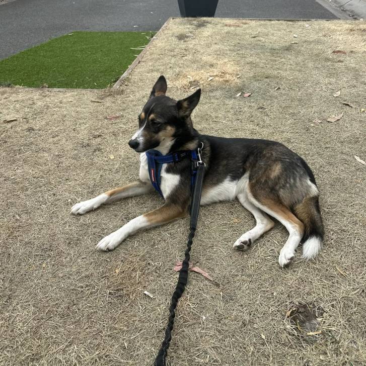 Un Pembroke Kelpie Dog allongé sur une surface herbacée et qui est tenu en laisse 