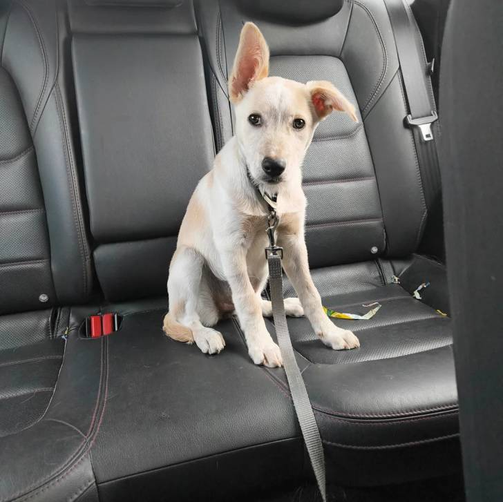 Un Pembroke Kelpie Dog assis sur le siège d'une voiture et qui est tenu en laisse 