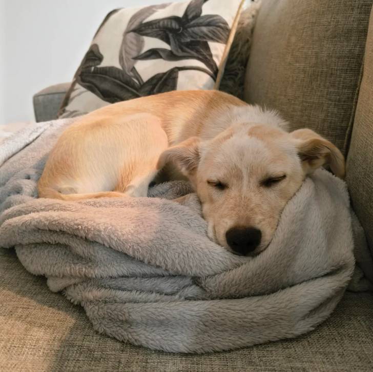Un Pembroke Kelpie Dog allongé sur un canapé et smblant dormir 