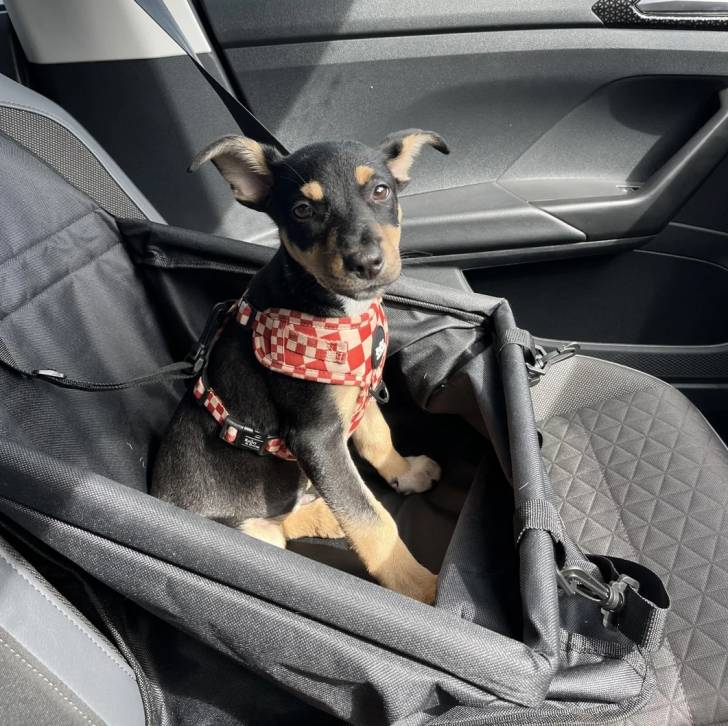 Un Pembroke Kelpie Dog assis dans un panier et qui est tenu en laisse 