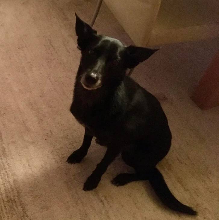 Un Pembroke Kelpie Dog assis sur un plancher et regardant vers la caméra